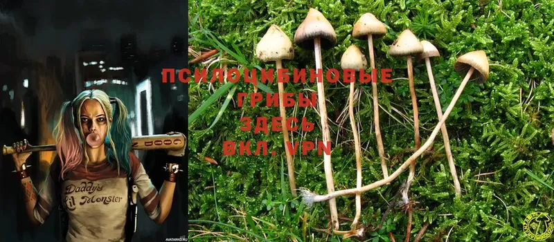 Галлюциногенные грибы Magic Shrooms  наркотики  Полысаево 